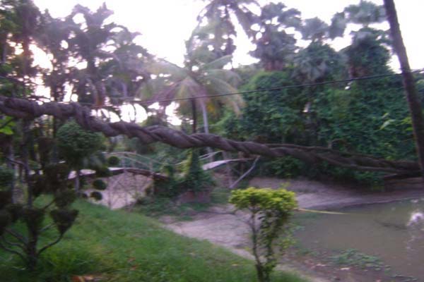 Sabujban Resort Plants